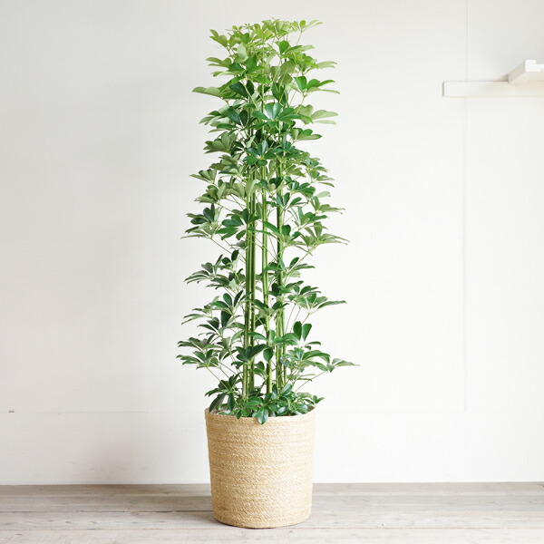 楽天市場】観葉植物 大型 シェフレラ 青 ホンコンカポック 10号