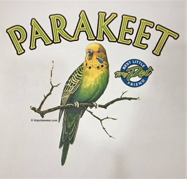 楽天市場】セキセイインコ 鳥 とり トリ バード 小鳥 ことり コトリ