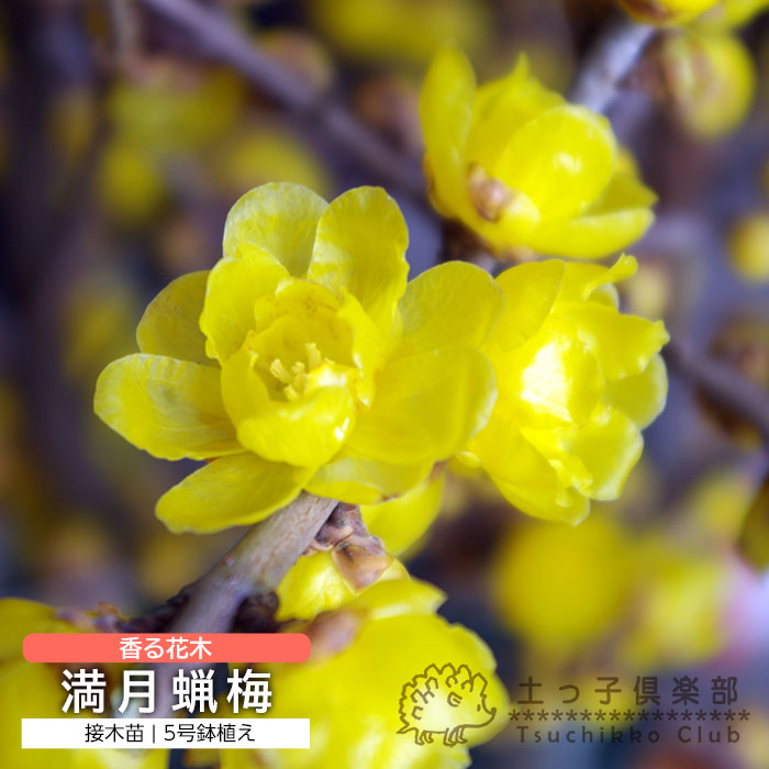 楽天市場】【完売御礼】香る花木 『 満月蝋梅 （ マンゲツロウバイ