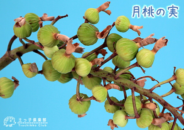 楽天市場】月桃『 黄斑ゲットウ』（ アルピニア ）7号鉢植え 送料無料