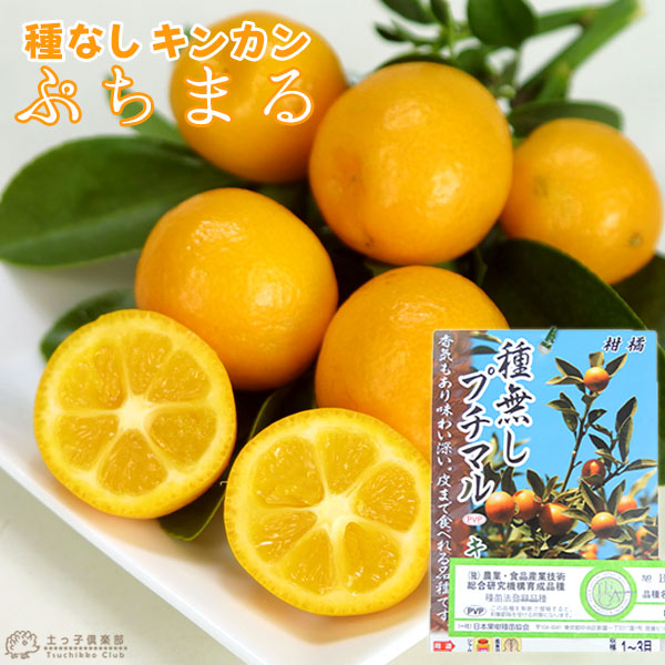 楽天市場】タネなし金柑 『 ぷちまる 』 15cmポット接木苗 （ プチマル