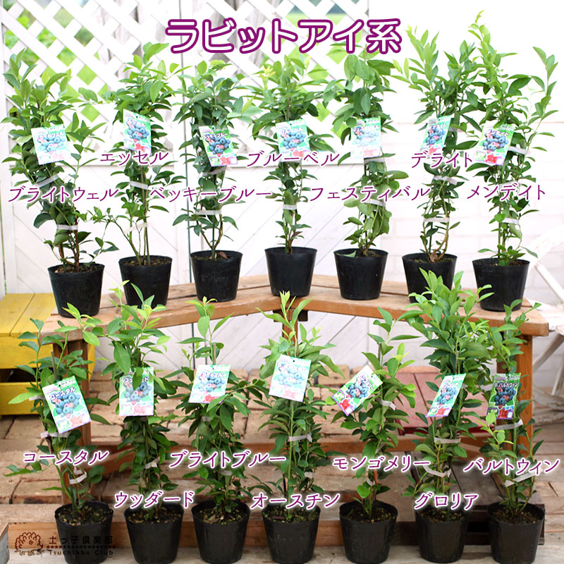 楽天市場】ブルーベリー 苗木 （ 3年生 ） 4.5号ポット苗 【 選べる