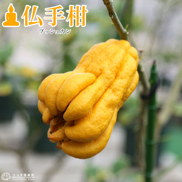 楽天市場】仏手柑 （ ブッシュカン ） 15cmポット接ぎ木苗 : 花と緑の