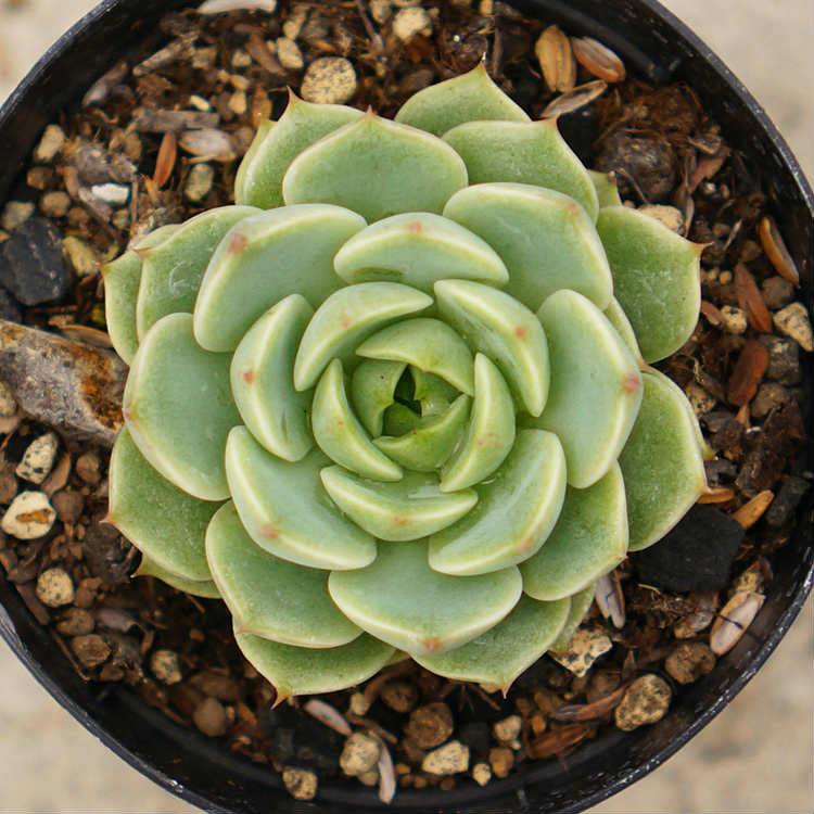 楽天市場】ベンバディス 7.5cmポット エケベリア Echeveria Ben Badis