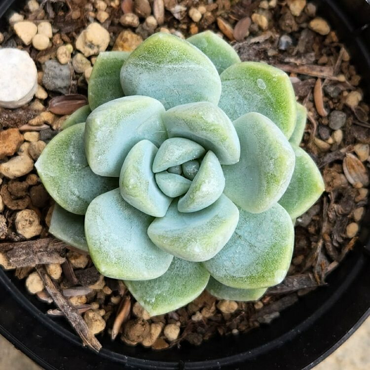 楽天市場】アイスグリーン 7.5cmポット 多肉植物 エケベリア Echeveria