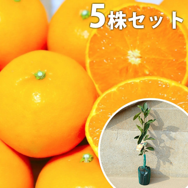 苗木 せとか」の人気商品一覧 | 安い商品を通販サイトから探す - 価格.com