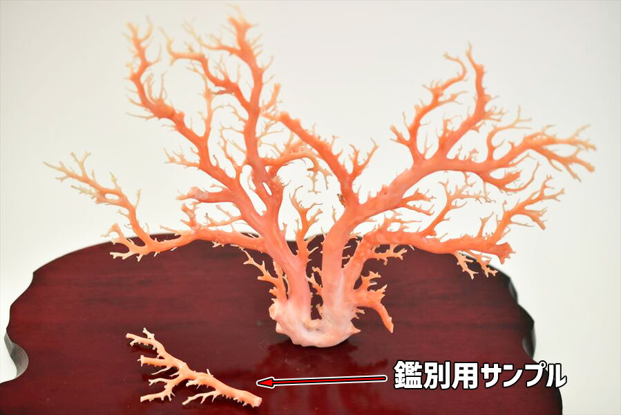 楽天市場】天然 ピンク珊瑚 原木 拝見 置物 台座付【日本近海産】【約
