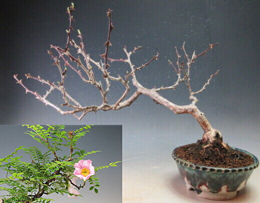 樹高3.5㎝極太 箱根サンショウバラ 薔薇 豆 ミニ 盆栽 真柏 黒松