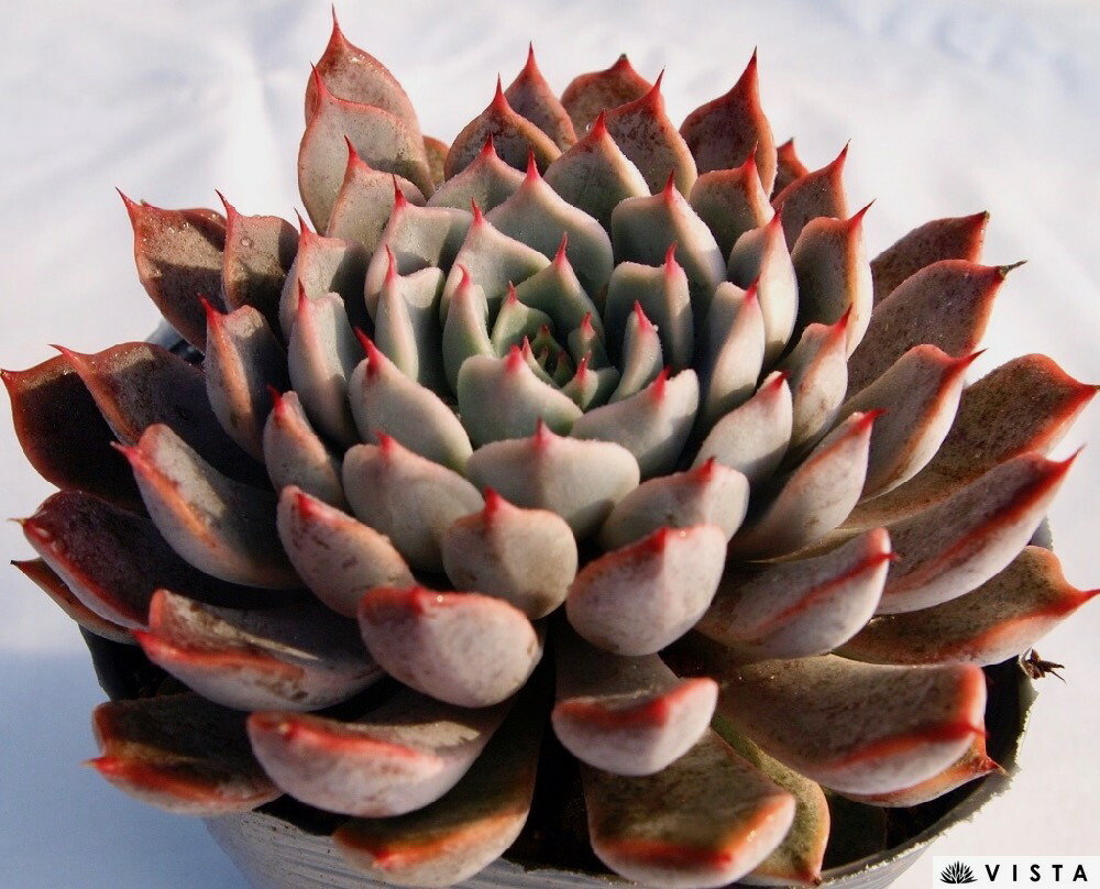 楽天市場】ウィンタービューティー センペルビウム属 多肉植物 9cm
