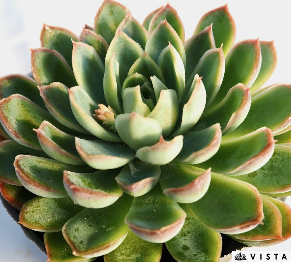 楽天市場】ディビット クラッスラ属 多肉植物 9cmポット観葉植物 雑貨