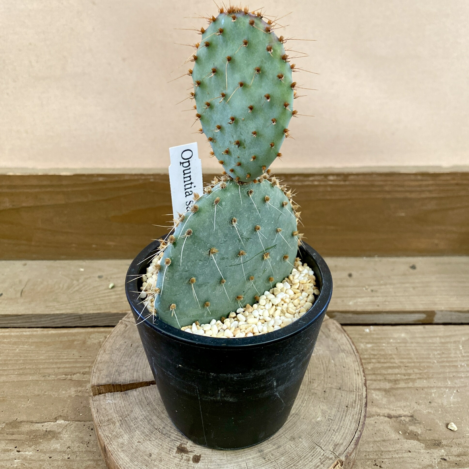 楽天市場】ウチワサボテン オプンチア サンタリタ : plant life