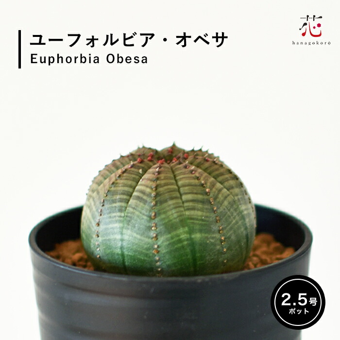 楽天市場】ユーフォルビア オベサ 2.5号 希少 種 麒麟玉 キリン玉