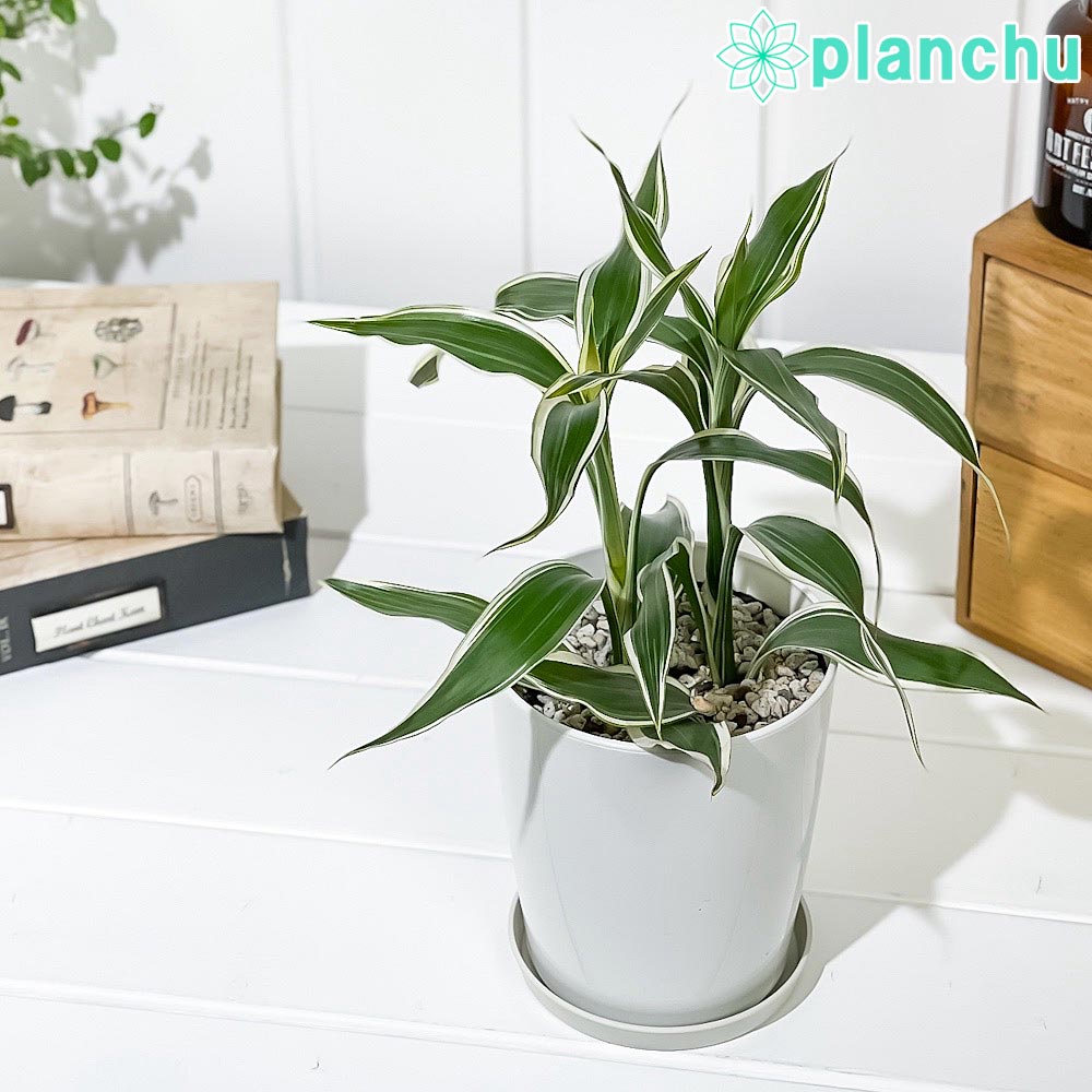 楽天市場】PLANCHU 観葉植物 ドラセナ サンデリアーナ ホワイト 4号鉢