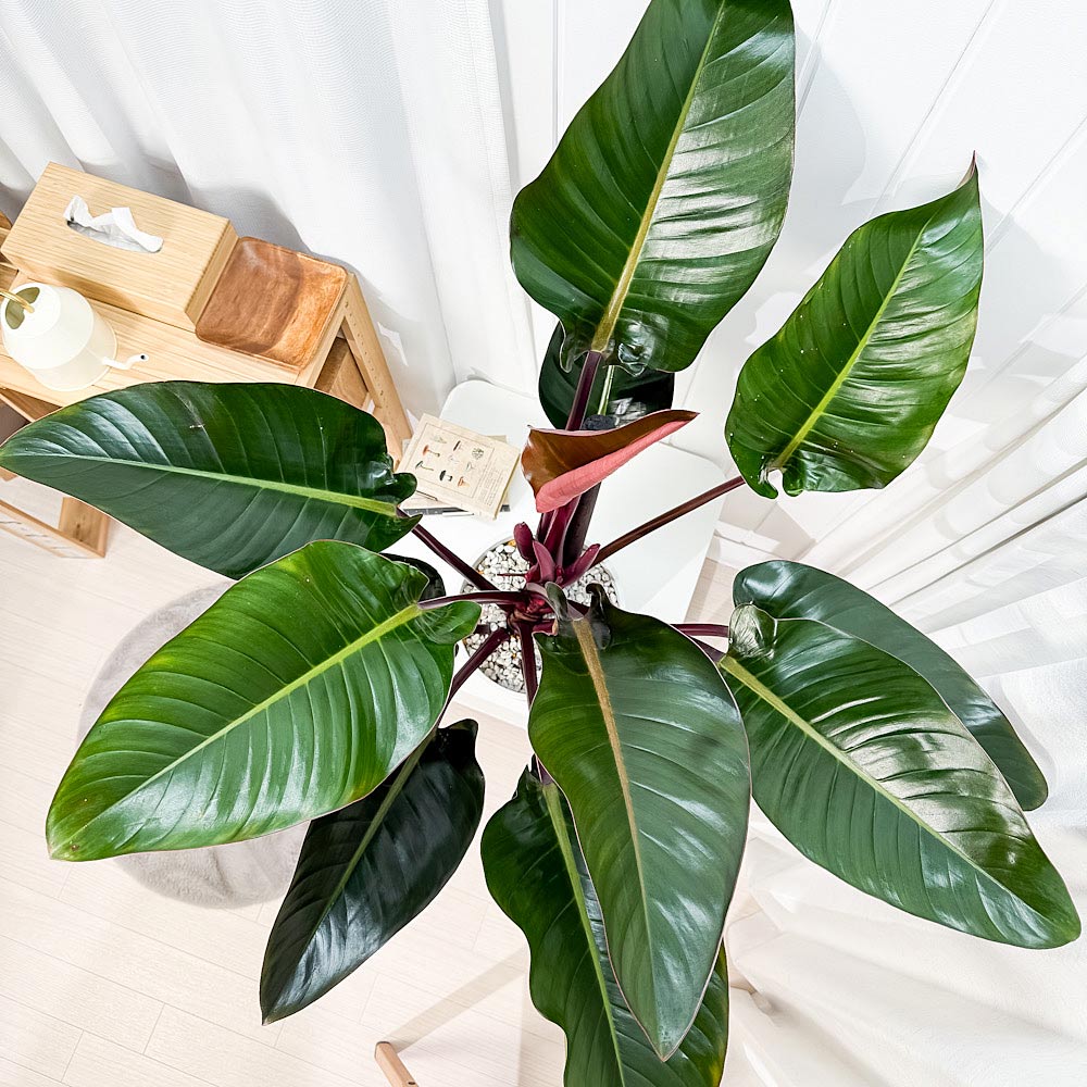 楽天市場】PLANCHU 観葉植物 フィロデンドロン ロジョコンゴ 8号鉢