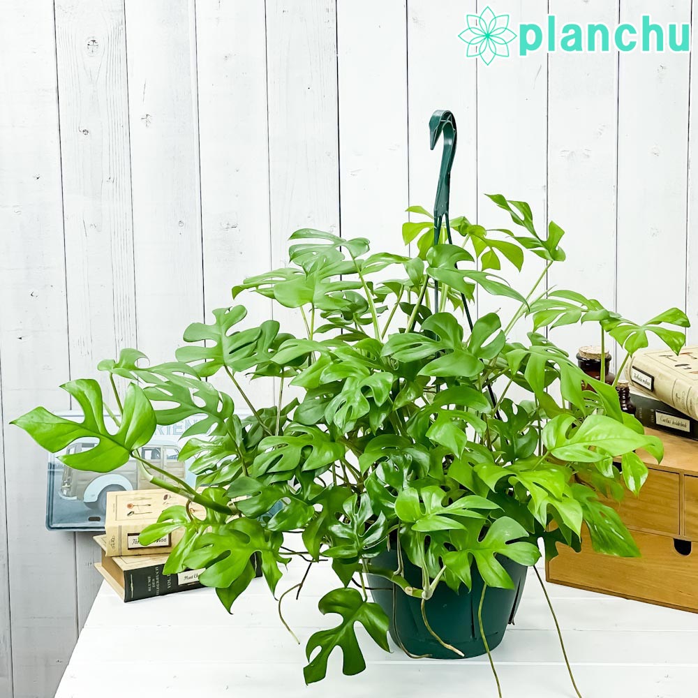 楽天市場】観葉植物 ハンギング（種類（植物）モンステラ）の通販