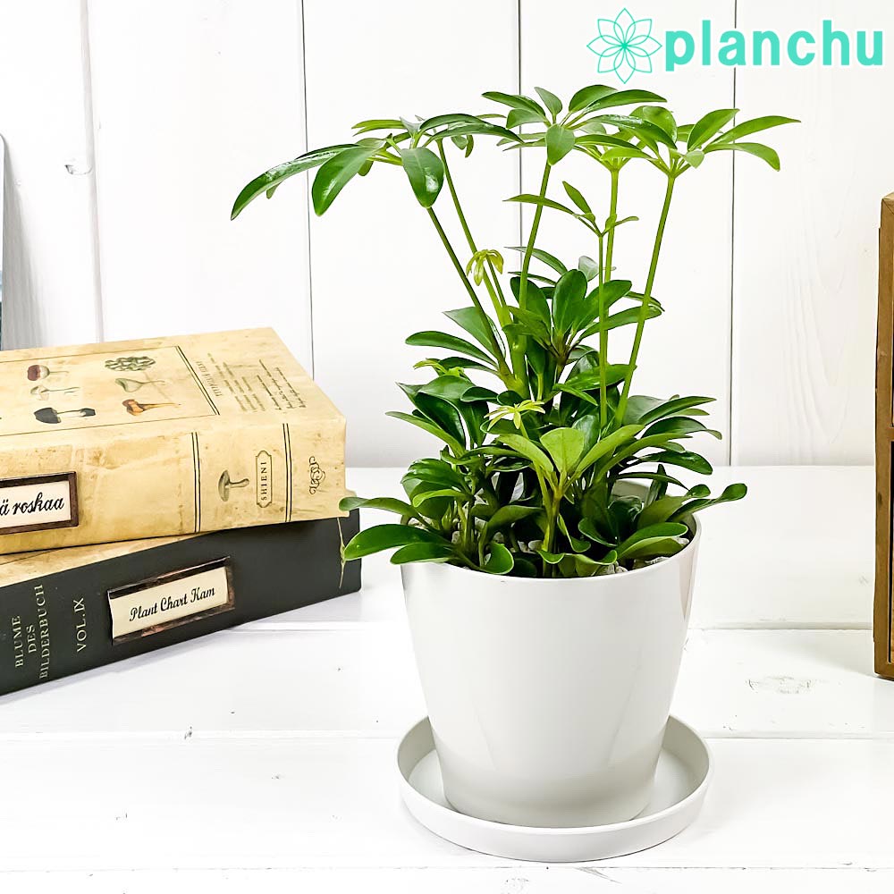 楽天市場】PLANCHU 観葉植物 シェフレラ アルボリコラ コンパクタ 3.5