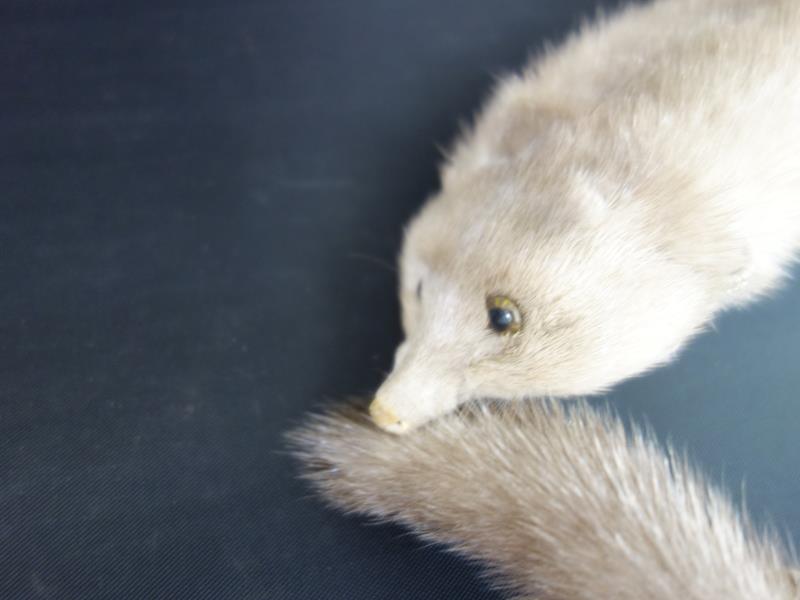 楽天市場】【中古】M▽リアルファー テン? 襟巻き 毛皮 マフラー