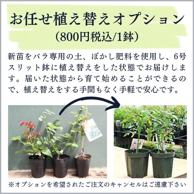 楽天市場】予約苗 バラ苗 【真白 (ましろ)】 (新苗) つるバラ 四季咲き