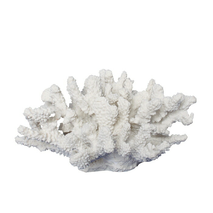 楽天市場】珊瑚 サンゴ Coral ホワイト White インテリア オブジェ