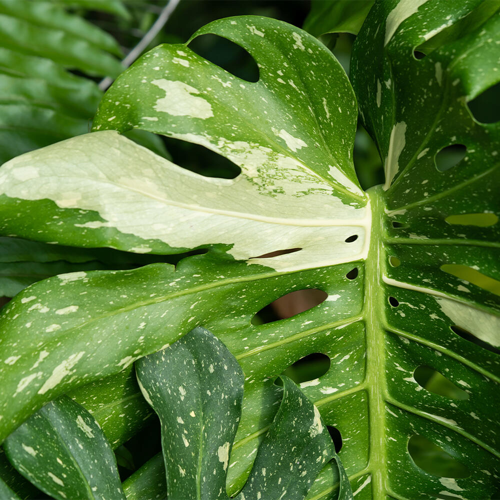 楽天市場】超レア 大型 植物 観葉植物 プレゼント ギフト 珍しい