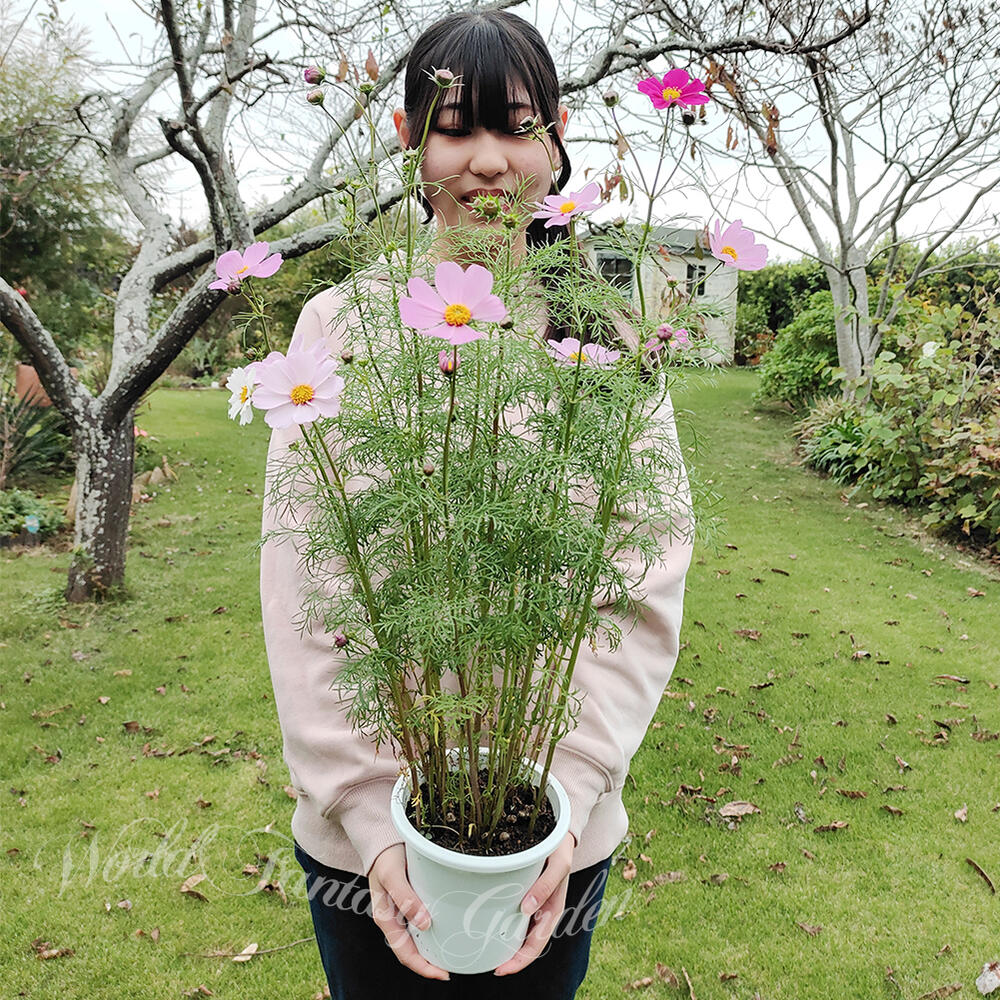 楽天市場】花鉢 ギフト コスモス ソナタ 秋桜 おまかせMixカラー 1鉢 5