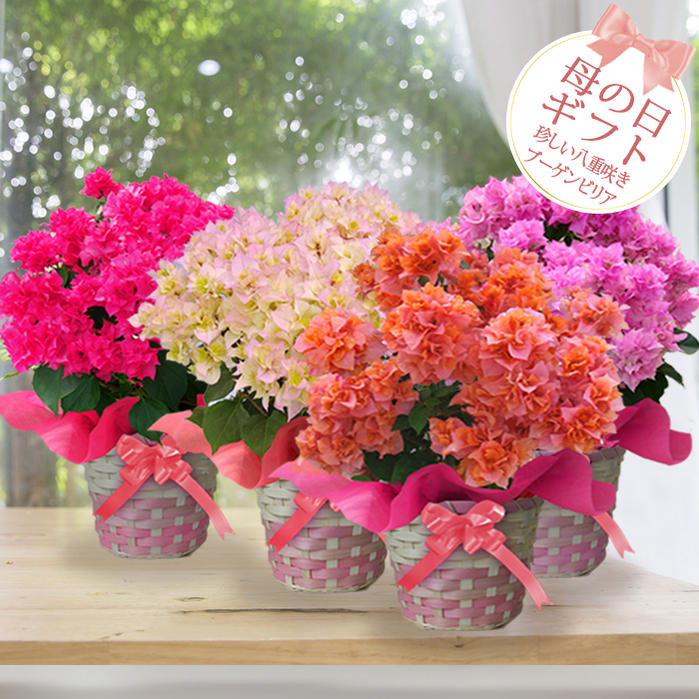 楽天市場】母の日 プレゼント 花 ギフト 珍しい 鉢花 八重咲き