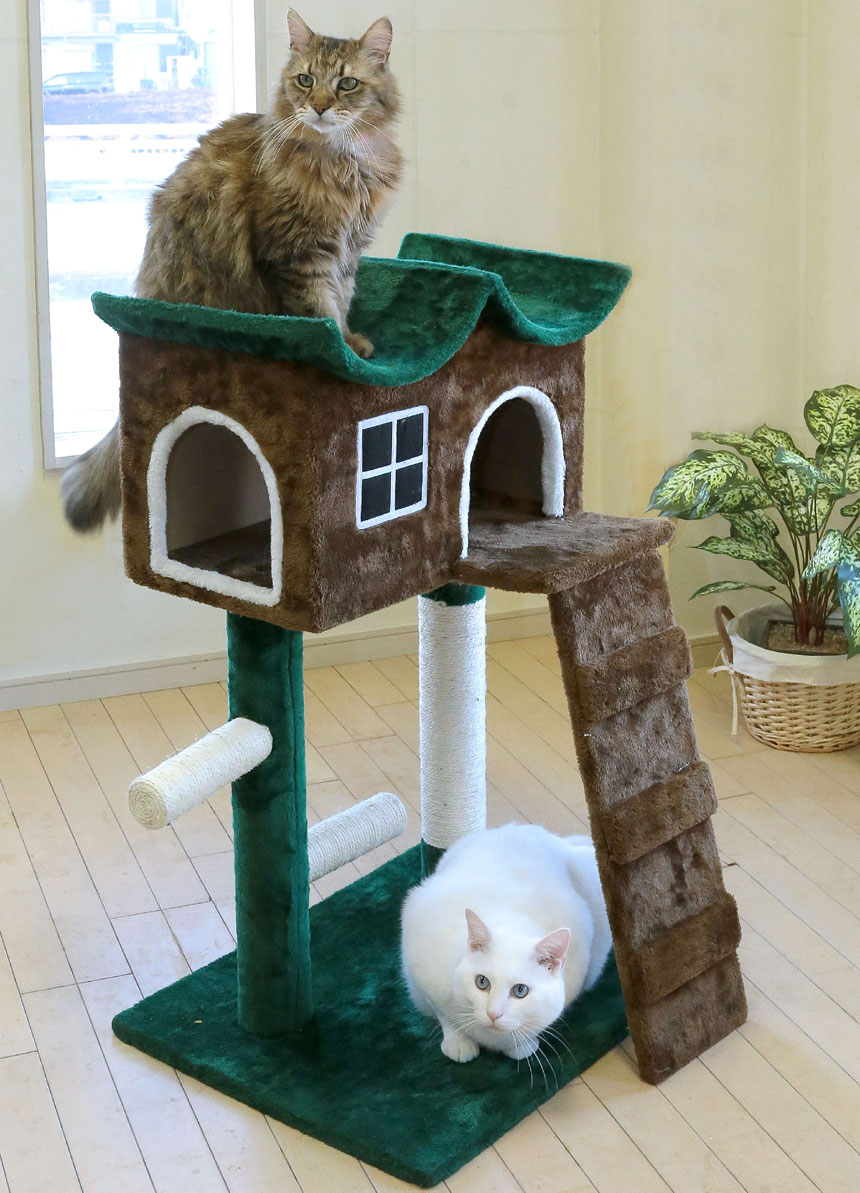 楽天市場】緑の屋根のキャットハウスTAN-821 キャットハウス キャット