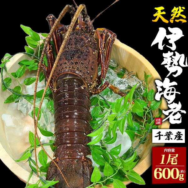 楽天市場】送料無料【 千葉県産 天然伊勢海老 約600g 】1尾 / 2尾 大型
