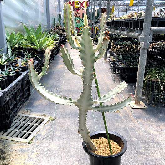 楽天市場】多肉植物：ユーフォルビア ホワイトゴースト*幅25cm