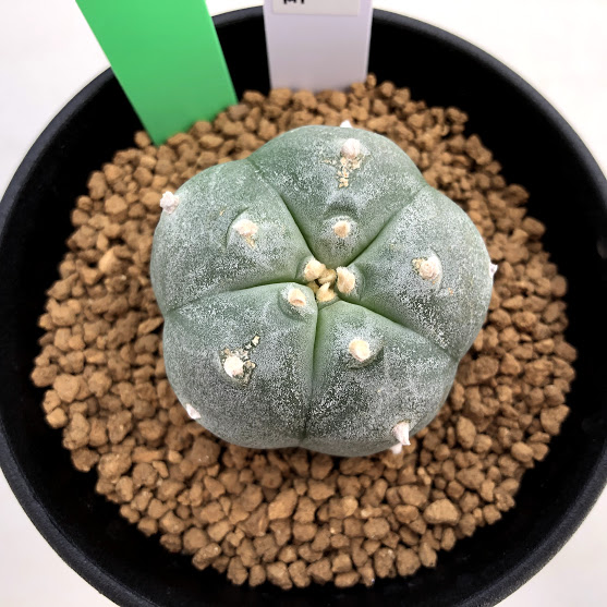 楽天市場】サボテン：ロフォフォラ 螺旋烏羽玉*幅4cm : 遊恵盆栽