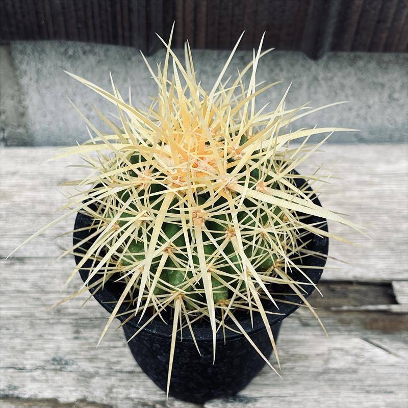 観葉植物 サボテン 金鯱」の人気商品一覧 | 安い商品を通販サイトから