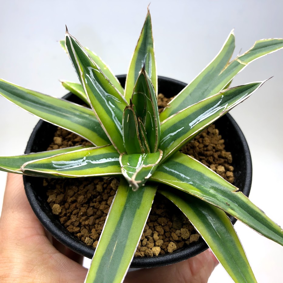 楽天市場】多肉植物：アガベ 笹の雪錦 黄覆輪*M 幅10cm : 遊恵盆栽