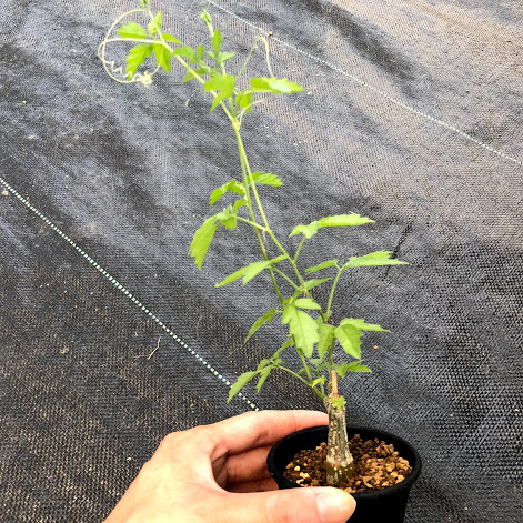 楽天市場】多肉植物：モモルディカ ロストラータ*塊幅1cm : 遊恵盆栽
