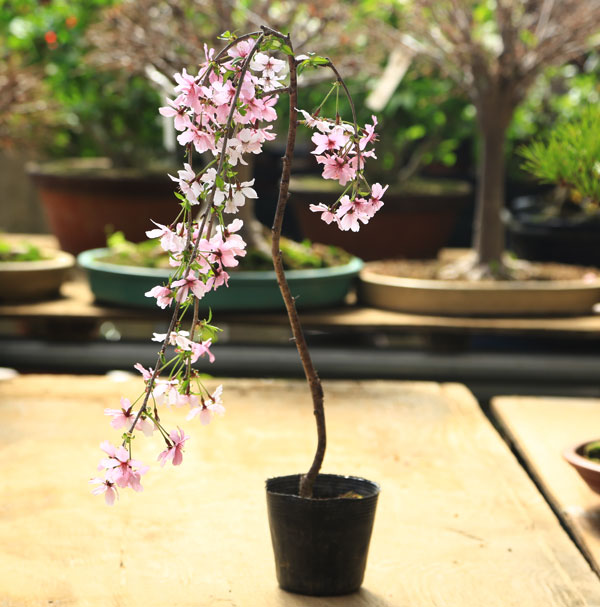楽天市場】苗：しだれ富士桜 : 遊恵盆栽 楽天市場店