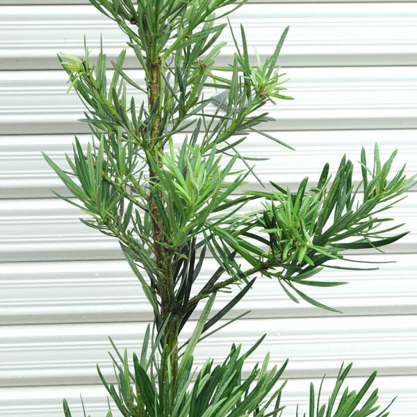 n0015-1.jpg