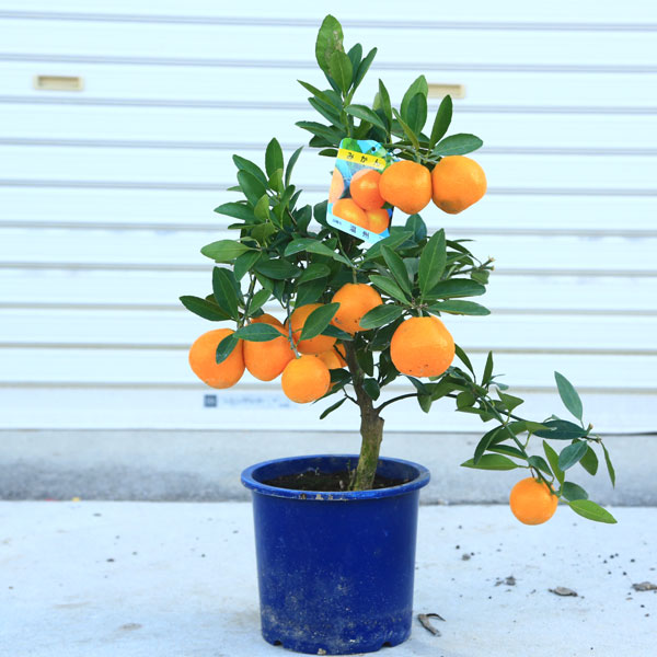 楽天市場】送料無料 庭木・植木・苗木：特良品！早生温州みかん*ミカン