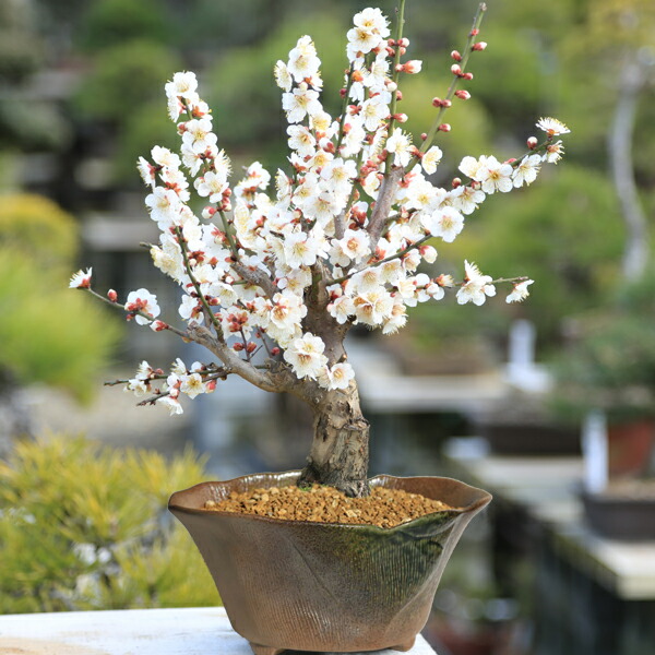 楽天市場】おしゃれ 観葉植物：斑入りユッカ グロリオサ*バリエガータ