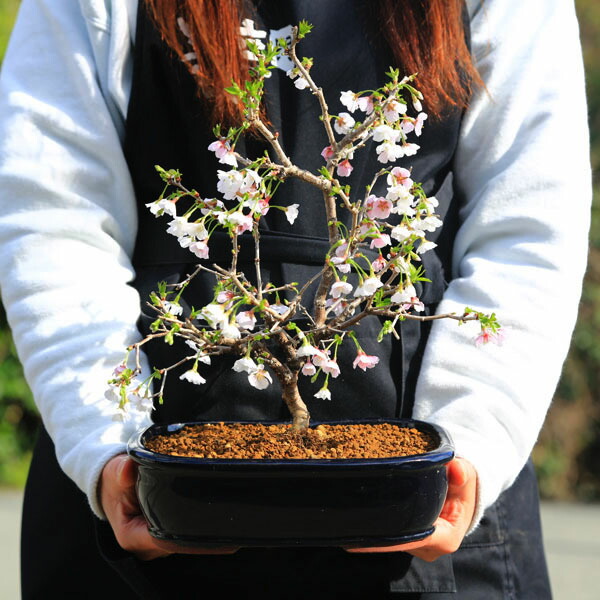 楽天市場】桜盆栽：富士桜 湖上の舞*＜長方青鉢＞【2025年春開花終了