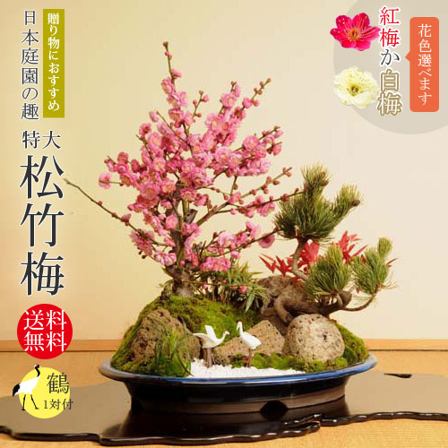 楽天市場】苗:さつき（中・紫竜の誉） : 遊恵盆栽 楽天市場店
