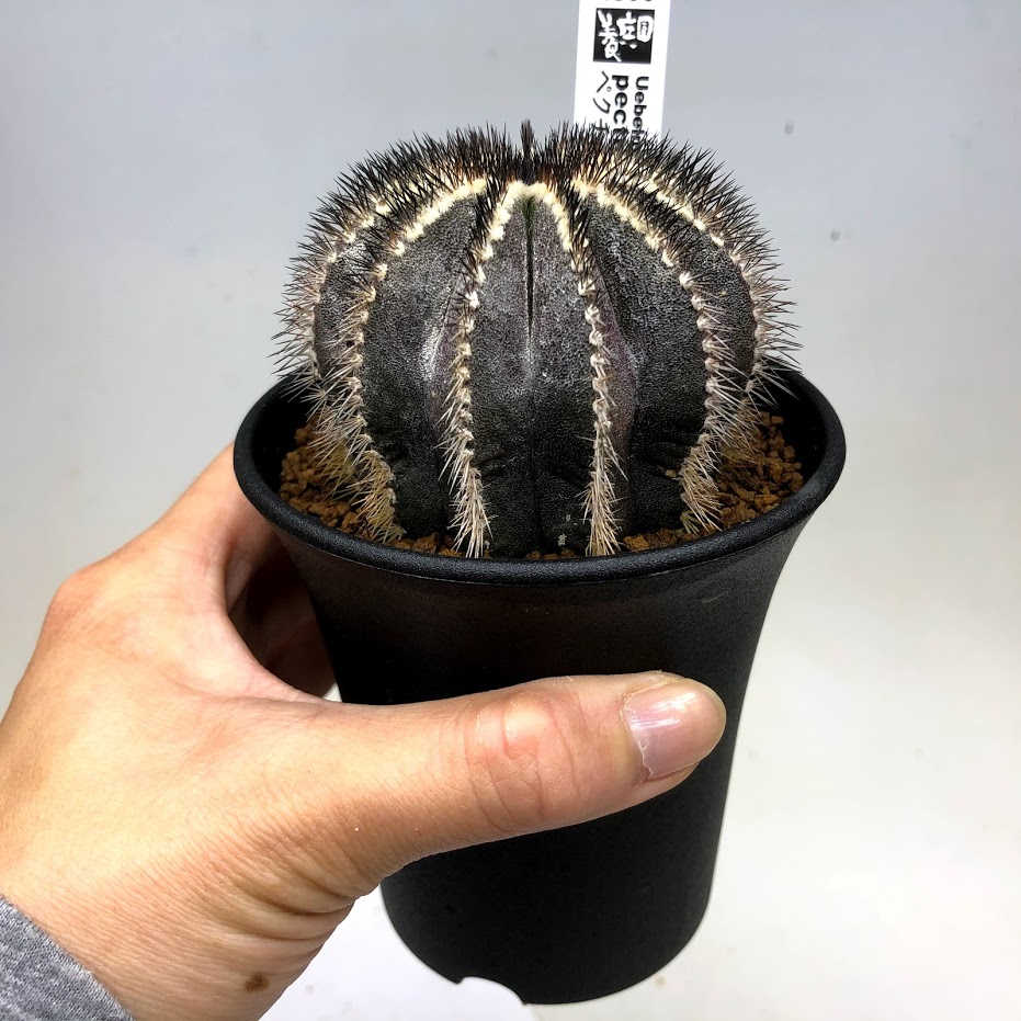 楽天市場】サボテン：ユーベルマニア ペクチニフェラ ツギ*幅7cm
