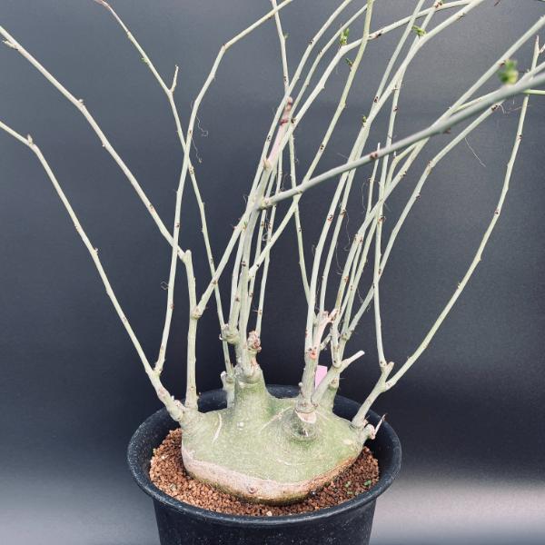 観葉植物 アデニア グラウカ」の人気商品一覧 | 安い商品を通販サイト