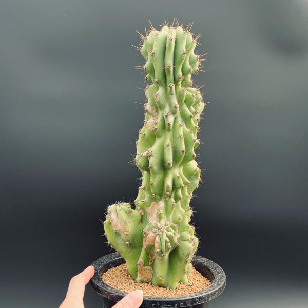 楽天市場】サボテン：セレウス 岩石獅子*幅14cm 現品！一品限り