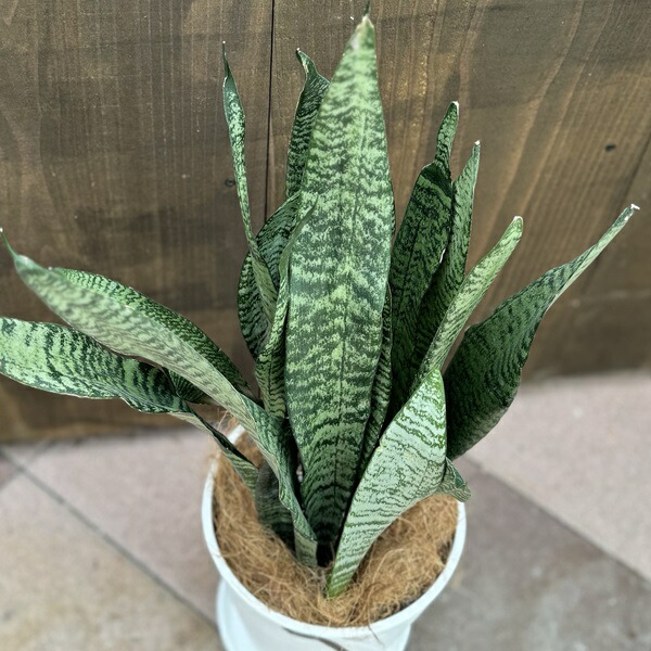 楽天市場】おしゃれ 観葉植物：サンスベリア ゼラニカ 鉢植え