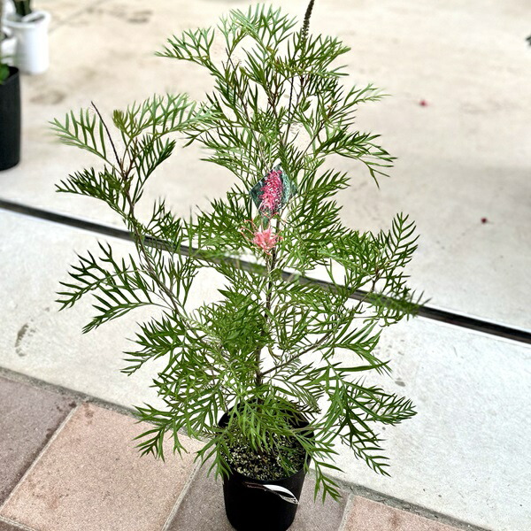 楽天市場】花苗 観葉植物：グレビレア サパーブ*オージープランツ