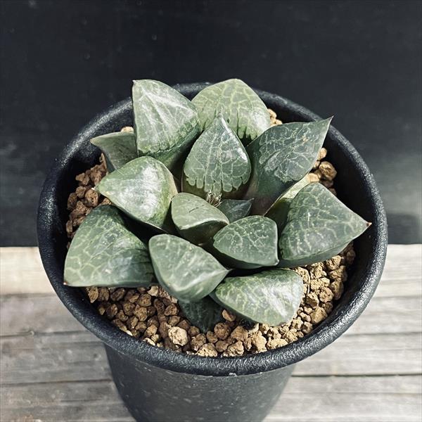 楽天市場】多肉植物：ハオルチア 水玉*幅6cm : 遊恵盆栽 楽天市場店