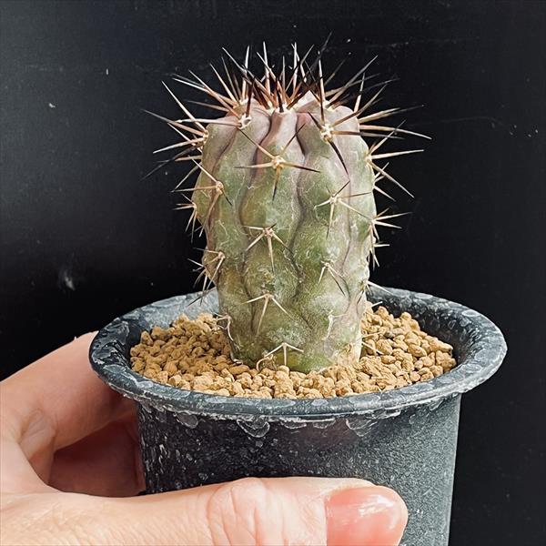 楽天市場】サボテン：コピアポア 黒王丸*幅3.5cm ☆赤松実生 現品