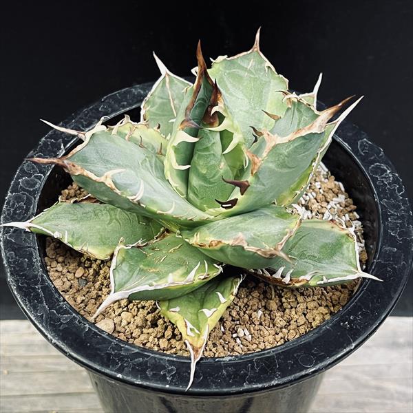 楽天市場】多肉植物：アガベ チタノタ錦 黄覆輪*幅11cm 現品！一品