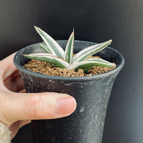 楽天市場】多肉植物：アガベ 氷山*幅8cm : 遊恵盆栽 楽天市場店
