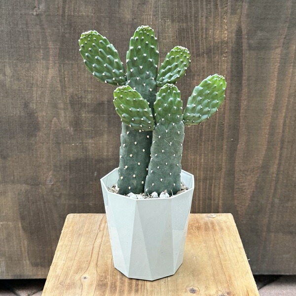 楽天市場】おしゃれ 観葉植物：うちわサボテン スミエボシ*3.5号