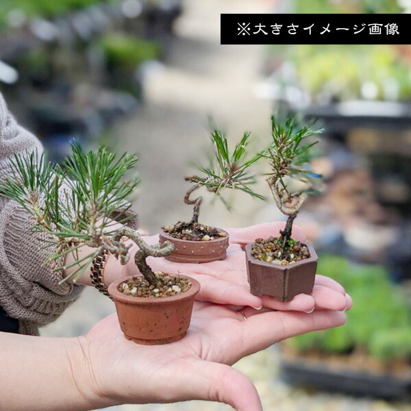 楽天市場】盆栽：三河黒松*現品 くろまつ クロマツ Kuromatsu bonsai